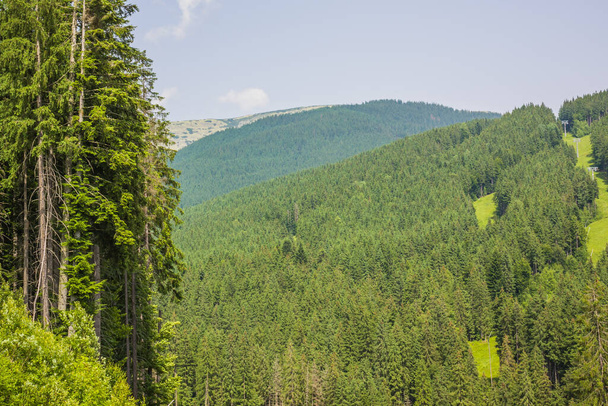 Beautiful pine trees on background high mountains. Carpathians. Thick spruce forest on the hillside overlooking the sky - Photo, Image