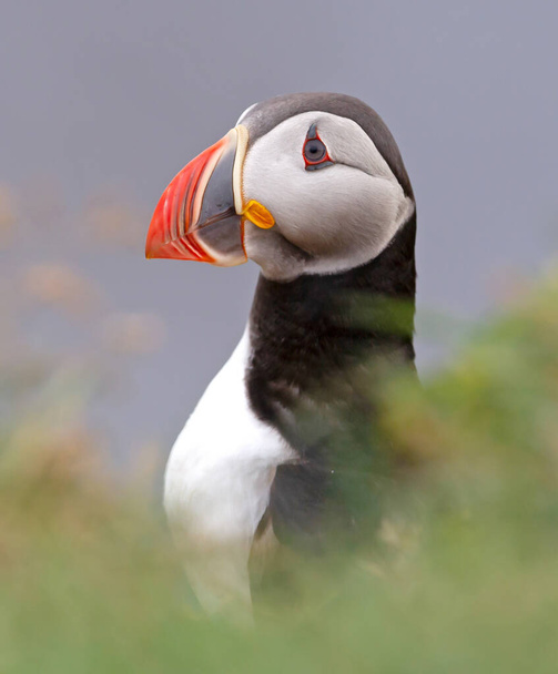 The atlantic puffin lives on the ocean and comes for nesting and breeding to the shore - They are seen in big numbers on Iceland - The puffin can dive down in the ocean up till 50 meters and stay there for 6 minutes - Photo, Image