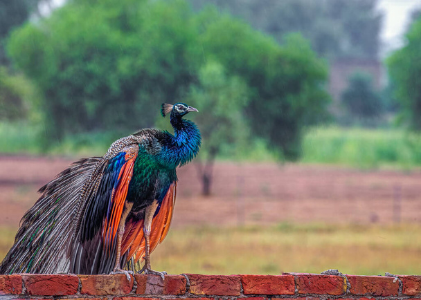 雨の中、色とりどりの羽を見せる美しい孔雀 - 写真・画像