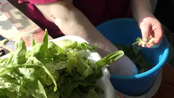 A nő zöld saláta leveleket mos vízben. egészséges élelmiszer koncepció  - Felvétel, videó