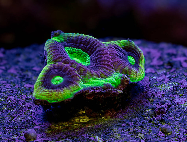 Coral dragon soul favia. Coral in aquarium. - Photo, Image