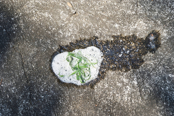 Feuilles d'herbe verte dans la mousse blanche de tas de vomi de chien sur le sol en béton - Photo, image