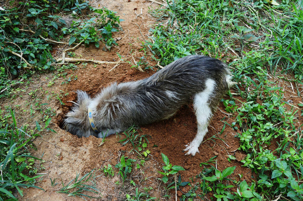 Brązowy pies kopiący dziurę na ziemi brudu, Naturalne zachowanie zwierzaka z instynktami drapieżnymi - Zdjęcie, obraz