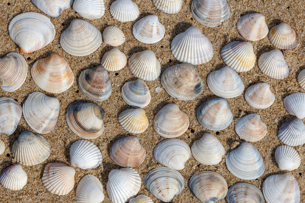 beautiful stacked on sand shell marine clams - 写真・画像