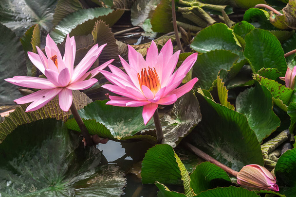 Velká divoká růžová voda lilie nebo lotosový květ - Fotografie, Obrázek
