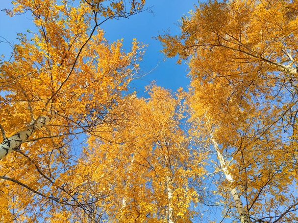 Follaje amarillo de otoño en los árboles contra el cielo azul - Foto, imagen