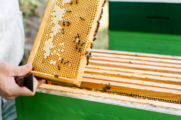 bees near honey on honeycomb frame in hands of beekeeper with scraper - Fotoğraf, Görsel