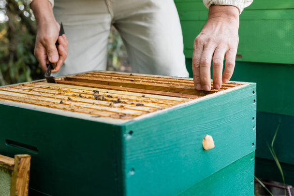 mehiläismestarin osittainen näkemys hunajakennon kehysten tarkastamisesta mehiläistarhassa - Valokuva, kuva