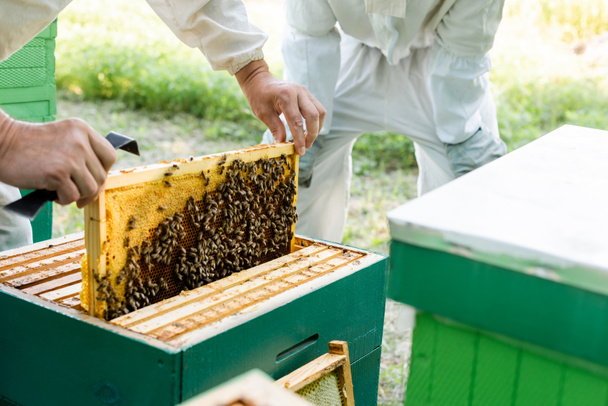 καλλιεργούμενη άποψη των μελισσοκόμων που επιθεωρούν πλαίσια κηρήθρας σε μελισσοκομεία - Φωτογραφία, εικόνα