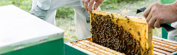 vista parziale dell'apicoltore con telaio a nido d'ape vicino a collega offuscato, banner - Foto, immagini