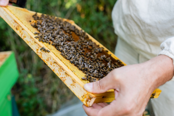 honeycomb frame with bees in hand of cropped bee master on blurred background - Photo, Image