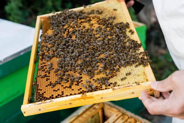 καλλιεργημένη άποψη μελισσοκόμου με πλαίσιο κηρήθρας στο μελισσοκομείο - Φωτογραφία, εικόνα