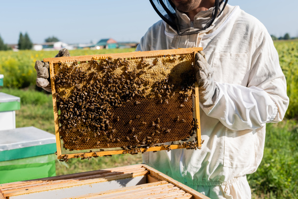 обрізаний вид бджоляра в захисному костюмі і рукавичках, що тримають раму медового кошика з бджолами на пасіці
 - Фото, зображення