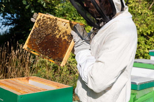 apicoltore in tuta di sicurezza e guanti con telaio a nido d'ape sull'apiario - Foto, immagini