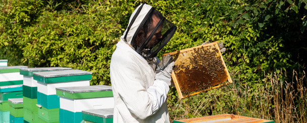 včelař v ochranných pomůckách držící voštinový rám s včelami v blízkosti úlů, prapor - Fotografie, Obrázek