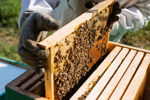 rajattu näkymä mehiläishoitaja tilalla hunajakenno runko mehiläisten lähellä mehiläispesä - Valokuva, kuva
