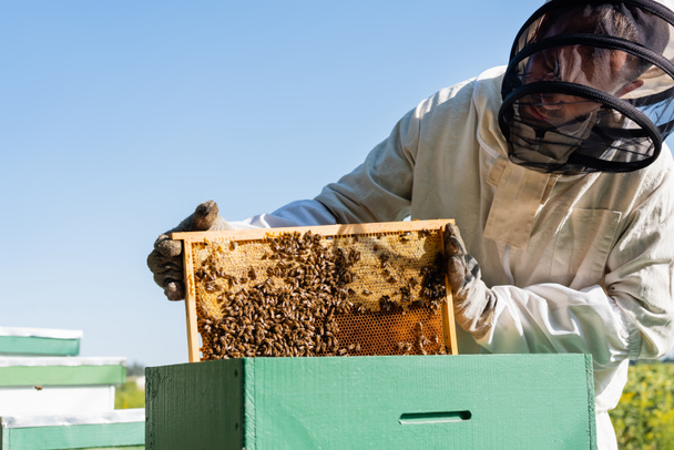pszczelarz w kombinezonie pszczelarskim trzymający ramę z pszczołami i plastrem miodu w pobliżu uli - Zdjęcie, obraz