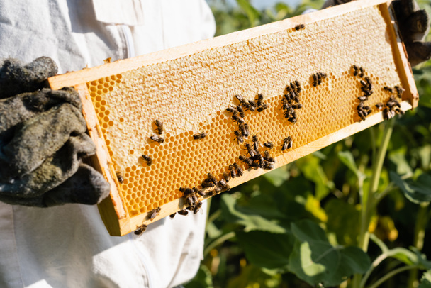 vue recadrée du rucher tenant des cadres avec des abeilles en nid d'abeille à l'extérieur - Photo, image