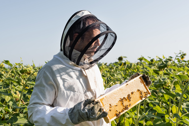 apiarista en traje apícola sosteniendo panal con abejas en campo de girasoles - Foto, Imagen