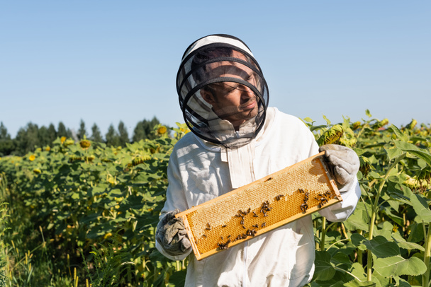 pszczelarz w kombinezonie ochronnym trzymający ramę plastra miodu z pszczołami na polu ze słonecznikami - Zdjęcie, obraz