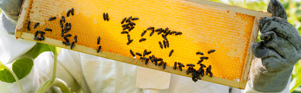 częściowy widok pszczelarza trzymającego ramę plastra miodu z pszczołami, transparent - Zdjęcie, obraz