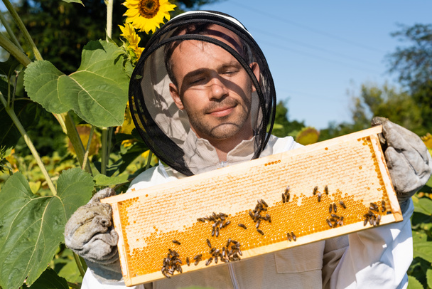 smiling apiarist in beekeeping suit holding honeycomb with bees in blossoming sunflower field - Photo, Image