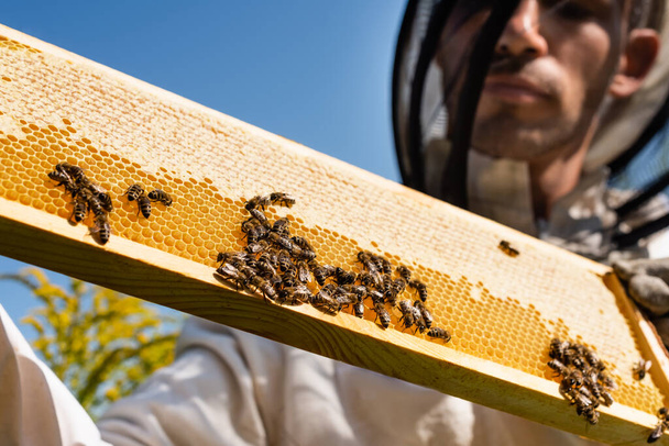 close up view of bees on honeycomb near blurred beekeeper against blue sky - Photo, Image