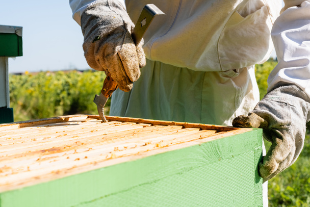 visão cortada do apicultor inspecionando colmeia com pinça de armação  - Foto, Imagem