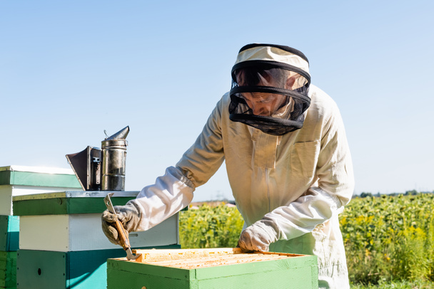 beekeeper extracting honeycomb frame from beehive on apiary - Photo, Image