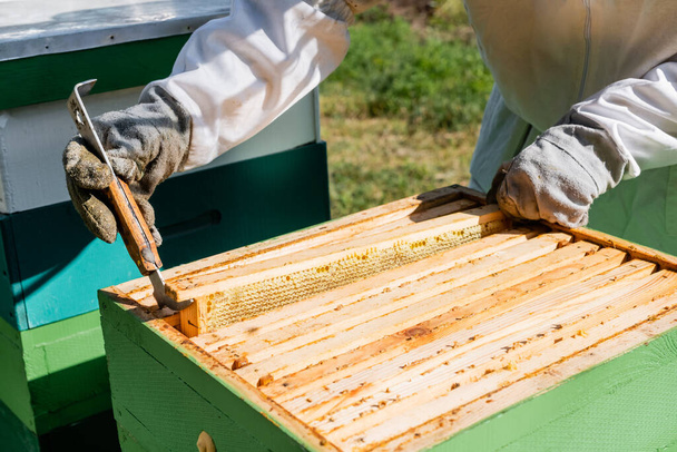 Teilansicht des Bienenmeisters bei der Inspektion von Bienenwabenrahmen während der Arbeit am Bienenhaus - Foto, Bild