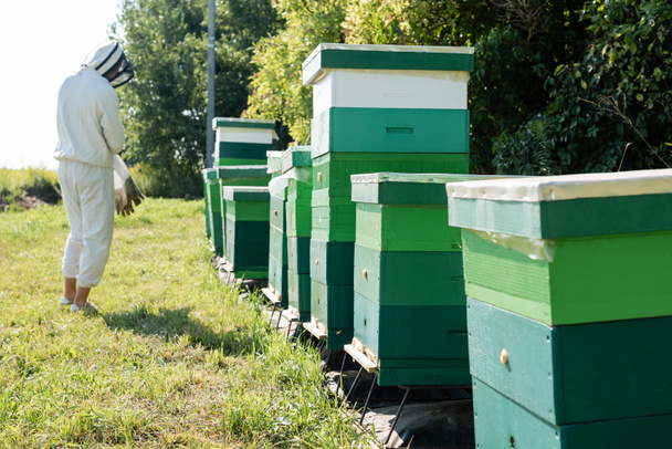 mehiläinen mestari suojapuvussa seisoo mehiläispesien rivin lähellä mehiläistarhassa - Valokuva, kuva