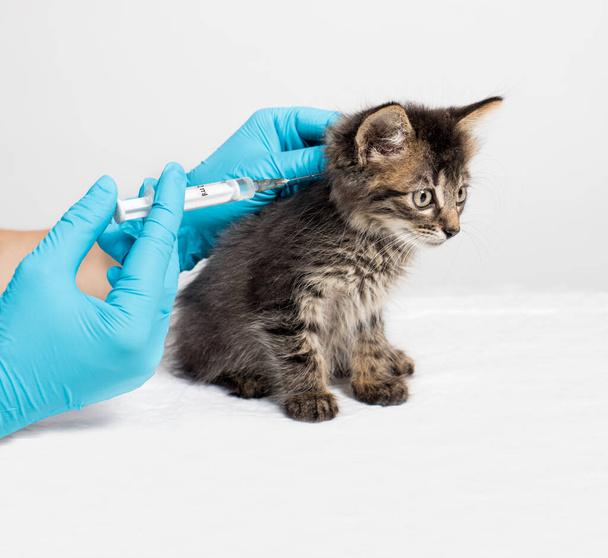 Veterinární lékař injekční stříkačkou s jehlou vstříkne lék do kohoutku koťátka. Injekce a léky pro koťata, léčba chorob na veterinární klinice - Fotografie, Obrázek