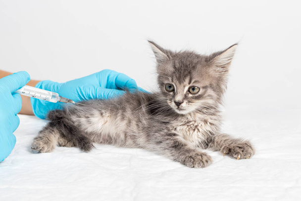 Der Tierarzt spritzt dem Kätzchen das Medikament mit einer Spritze mit einer Nadel. Injektionen und Medikamente für Kätzchen, Behandlung von Krankheiten in einer Tierklinik - Foto, Bild