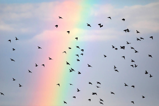 Ιπτάμενα πουλιά και ουράνιο τόξο. Μπλε φόντο του ουρανού. - Φωτογραφία, εικόνα