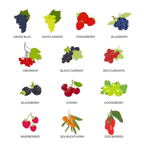 Векторний набір ягід. Білий виноград, синій виноград, вишня, ожина, чорниця, малина, полуниця, калина, чорна смородина, червона смородина, обліпиха, ягоди годзі, агрус
 - Вектор, зображення