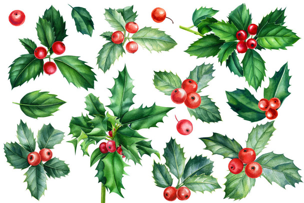 Holly takken, bladeren en bessen. Kerst set van plantaardige elementen op witte achtergrond, aquarel illustratie - Foto, afbeelding