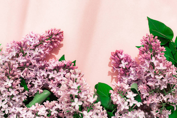 Lilac branch on a pink copyspace background . A flowering branch. Nature - 写真・画像