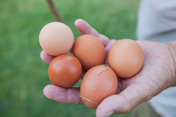 Tavuk yumurtası tutan yaşlı çiftçinin elleri. Yurtiçi organik gıdalar. - Fotoğraf, Görsel