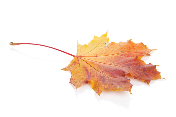 Colorful autumn maple leaf - Foto, immagini