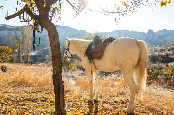 Horses grazing in Cappadocia in the fall season, Turkey - Fotoğraf, Görsel