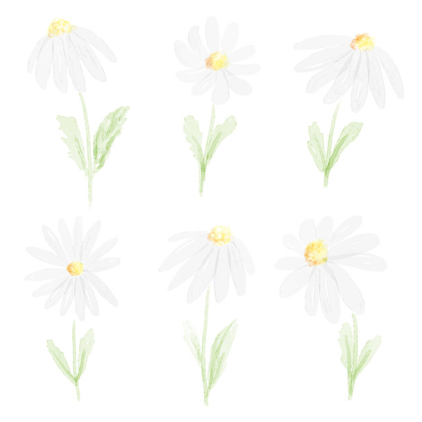 Aquarell weiße Gänseblümchen Sammlung auf weißem Hintergrund isoliert - Vektor, Bild
