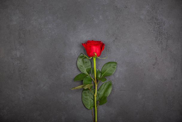 Mooie rode roos bloem op een zwarte achtergrond. Bovenaanzicht, plattegrond, kopieerruimte. - Foto, afbeelding