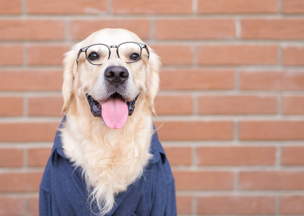 The dog in glasses and a blue shirt sits on a red brick background. Golden Retriever dressed as a programmer or teacher. Pet nerd - Photo, Image