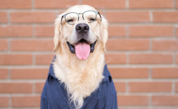 The dog in glasses and a blue shirt sits on a red brick background. Golden Retriever dressed as a programmer or teacher. Pet nerd - Foto, afbeelding