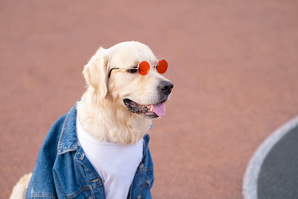 Kot ceketli ve güneş gözlüklü şirin bir köpek neşeyle caddede koşuyor. Golden Retriever, yaratıcı kıyafetler içinde. - Fotoğraf, Görsel
