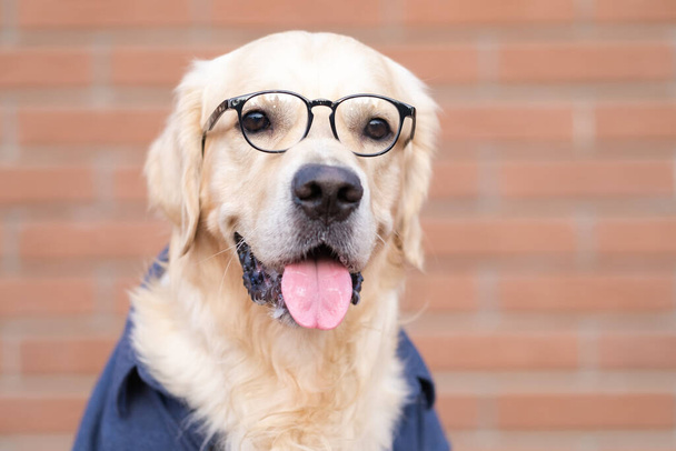 Gözlüklü ve mavi gömlekli köpek kırmızı tuğlalı arka planda oturuyor. Programcı ya da öğretmen gibi giyinmiş Golden Retriever. Hayvan ineği - Fotoğraf, Görsel