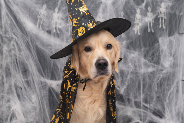 Cute witch dog for Halloween holiday. Golden retriever in a wizard costume sits on a black background with cobwebs - Valokuva, kuva