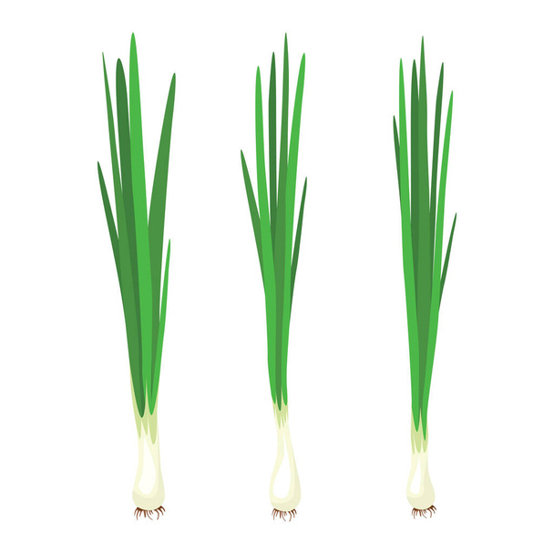 Green onions, Allium. Salad onions, wild cherries, shallots, leeks, skoroda and Chinese onions. A herbaceous plant from the Onion family, used for food in the preparation of various dishes and as a seasoning. Vector illustration isolated on a white b - Vettoriali, immagini