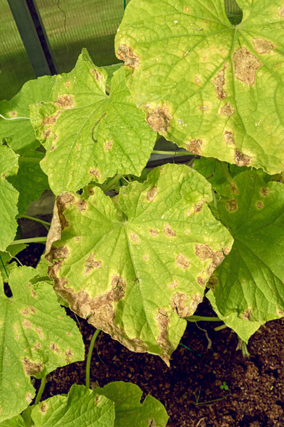 Hojas de plantas de pepino afectadas por enfermedades y plagas. - Foto, imagen