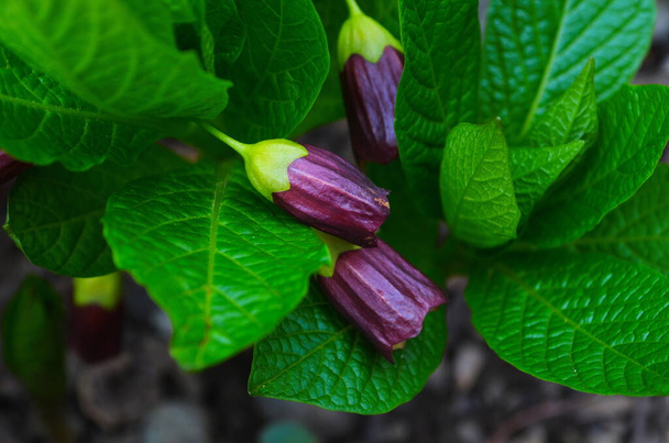 Flor Scopolia carniolica plantas con flores en el bosque de primavera
 - Foto, Imagen